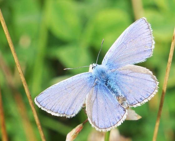Resultaten biodiversiteit