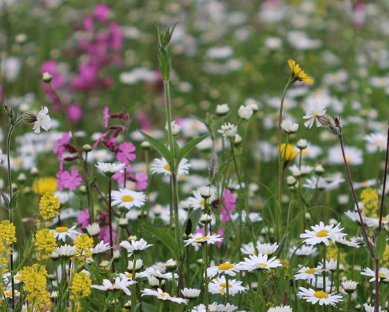 De natuur is niet maakbaar